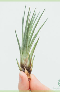 Купете въздушно растение Tillandsia Melanocrater Baby