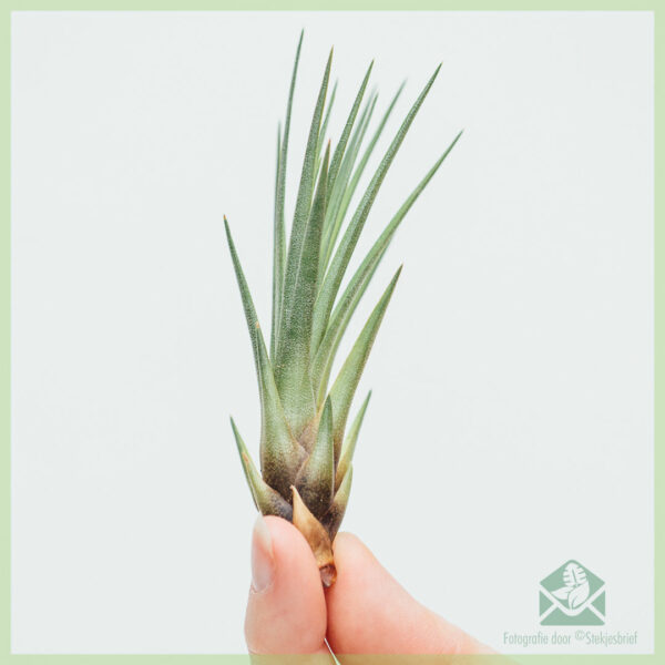 Koop Tillandsia Melanocrater Baby-lugplantlugplant