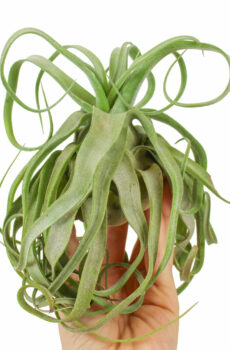 Køb Tillandsia Streptophylla luftplante