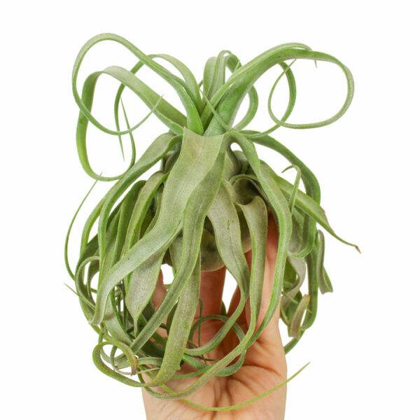 Tillandsia Streptophylla airplant luchtplantje kopen