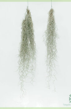 Koop Tillandsia Usneoides lugplant lug plant