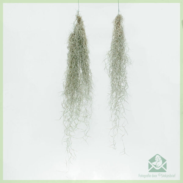 Купете въздушно растение Tillandsia Usneoides