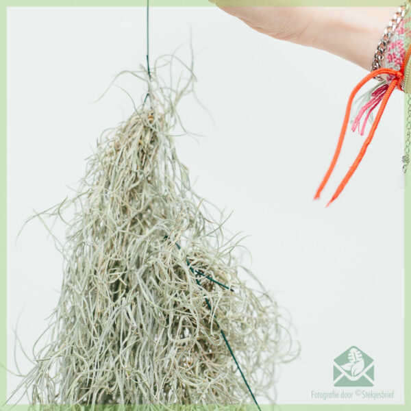 Tillandsia Usneoides airplant air plant வாங்கவும்