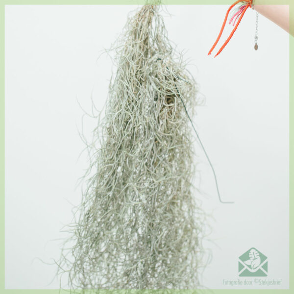 Beli tanaman airplant Tillandsia Usneoides