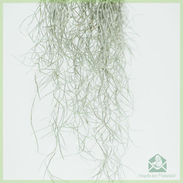 Купити повітряна рослина Tillandsia Usneoides