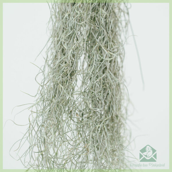 Купить воздушную установку Tillandsia Usneoides airplant