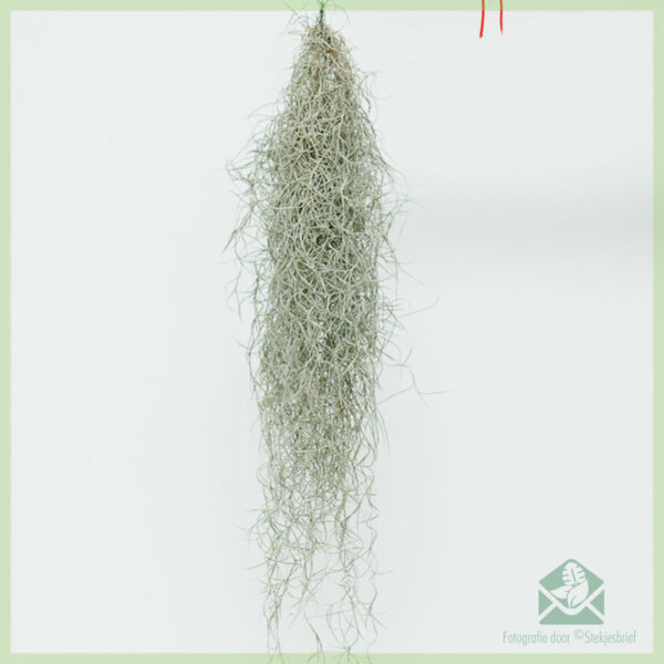 Tillandsia Usneoides airplant air plant வாங்கவும்