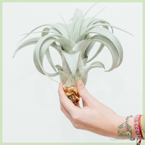 Beli Tillandsia Xerographica Bonsai airplant air plant