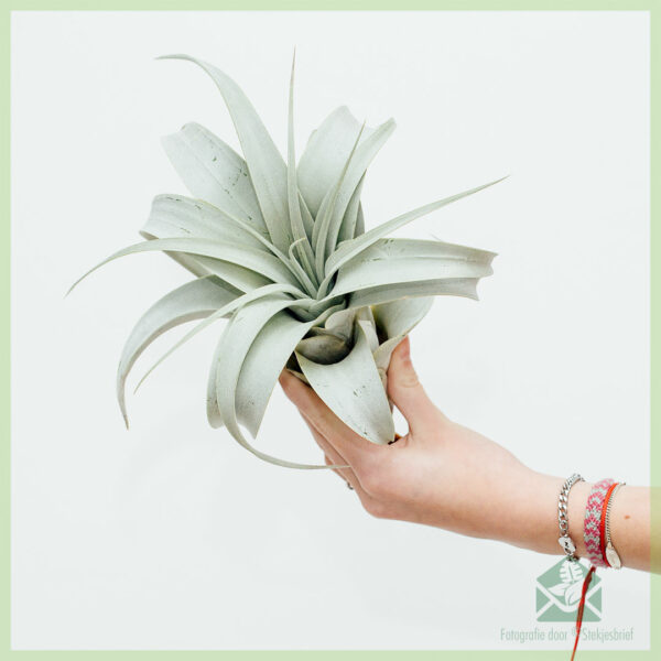 Купете въздушно растение Tillandsia Xerographica Bonsai