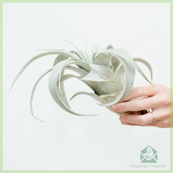 Купете въздушно растение Tillandsia Xerographica Bonsai