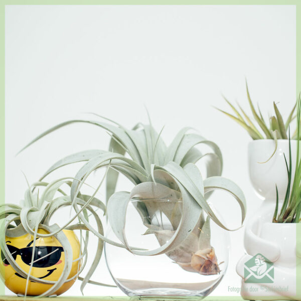 Купете въздушно растение Tillandsia Xerographica Bonsai