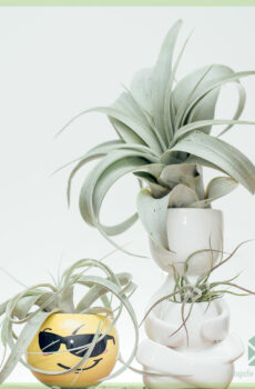 Acheter Tillandsia Xerographica Bonsai airplant air plant