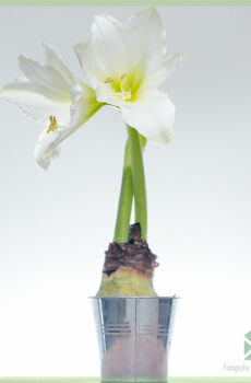 Amaryllis - Hippeastrum anpoul flè achte epi jwi