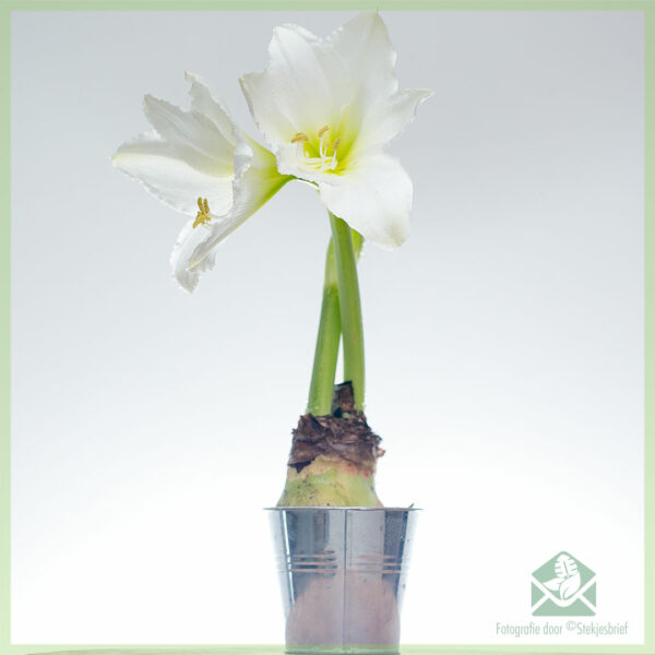 Amaryllis - Hippeastrum bloembol kopen en genieten