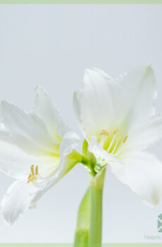 Amaryllis - Hippeastrum bloembol kopen en genieten