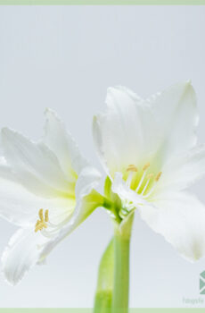 Amaryllis - Hippeastrum anpoul flè achte epi jwi