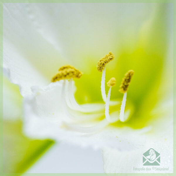 Amaryllis - Hippeastrum blomsterløg køb og nyd