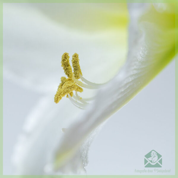 Amaryllis - Hippeastrum bloembol kopen en genieten