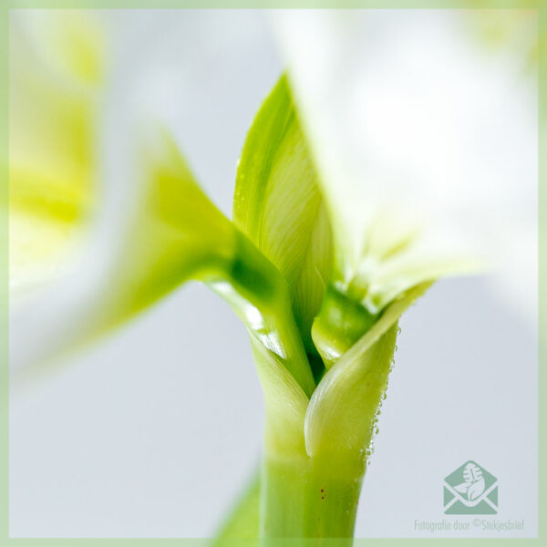 Amaryllis - Hippeastrum Blummenbulb kaaft a genéisst