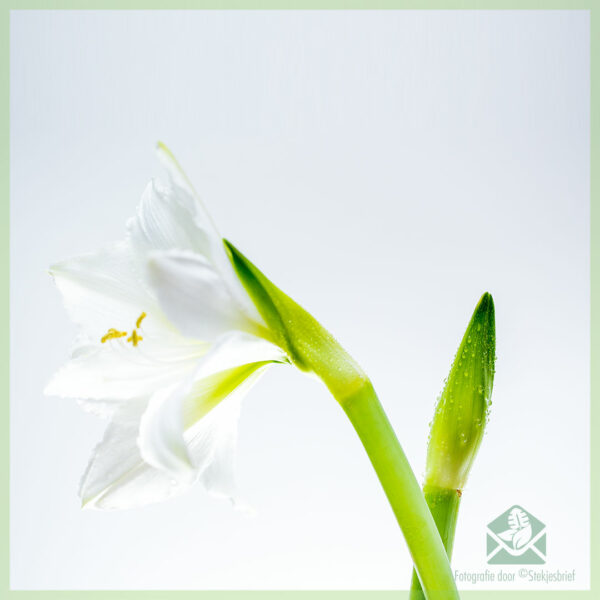 Amaryllis - bulb de flori Hippeastrum cumpărați și bucurați-vă