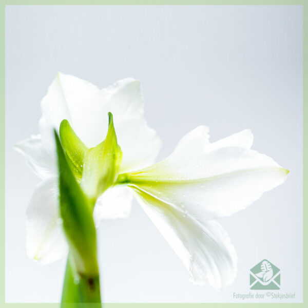 Amaryllis - Hippeastrum kvetinová cibuľka kúpiť a užívať si