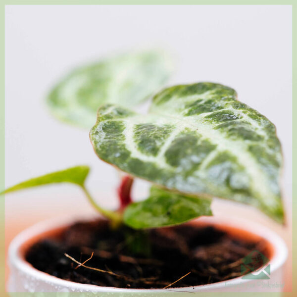 Anthurium Silver Blush geworteld stekje kopen