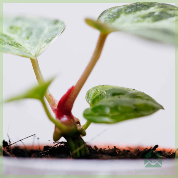 Koop Anthurium Silver Blush gewortelde steggies