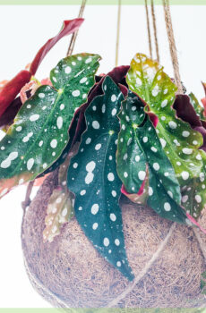 Begonia Maculata Dotted begonia Dotted plant hanging plant خریدیں۔