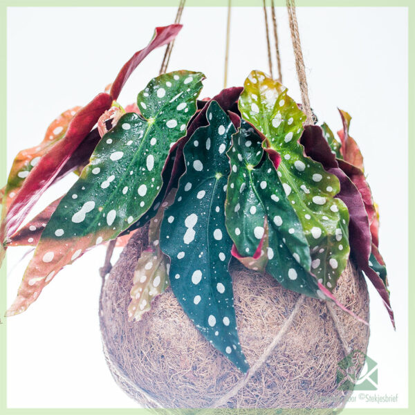 Begonia Maculata Dotted begonia Dotted plant hanging plant خریدیں۔