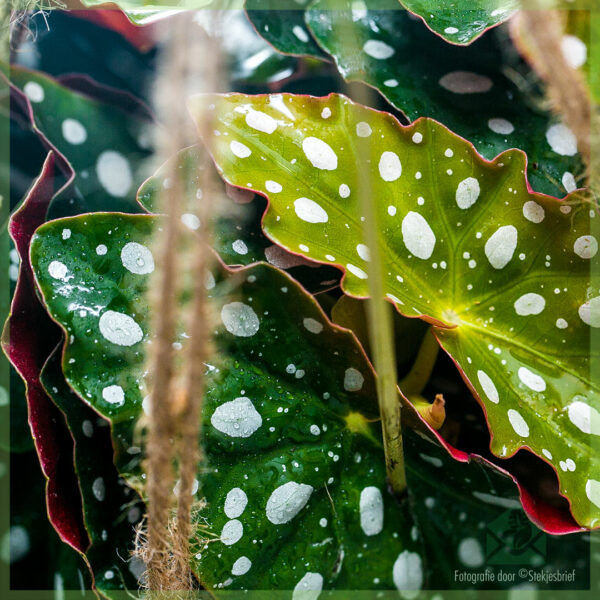 Begonia Maculata Stippenbegonia Stippenplant hangplant kopen