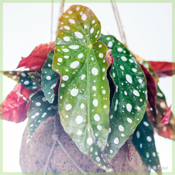 Begonia Maculata Dotted begonia Dotted plant hanging plant خریدیں۔