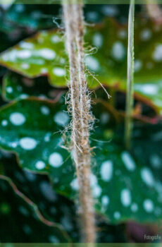 Achte Begonya Maculata Begonya pwentiye plant pandye