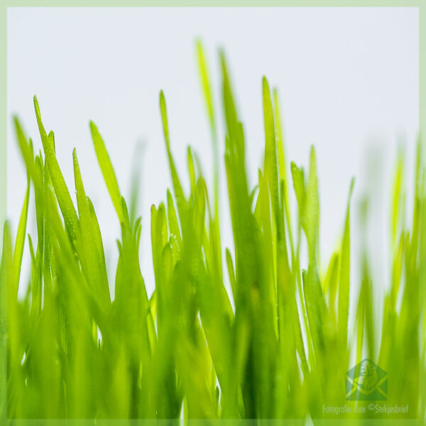Acquista erba gatta hordeum vulgare rispettosa degli animali