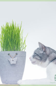 Diervriendelijk kattengras hordeum vulgare kopen