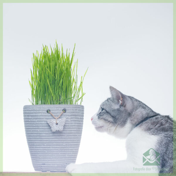 동물 친화적 인 고양이 잔디 hordeum vulgare 구매