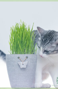 Diervriendelijk kattengras hordeum vulgare kopen