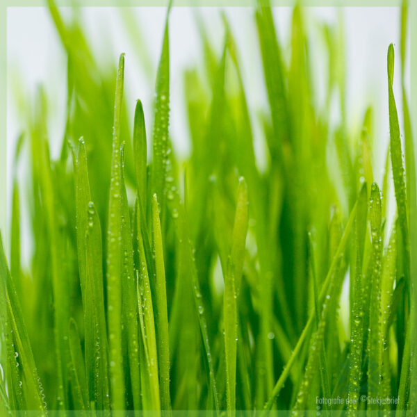 Купете подходяща за животните котешка трева hordeum vulgare