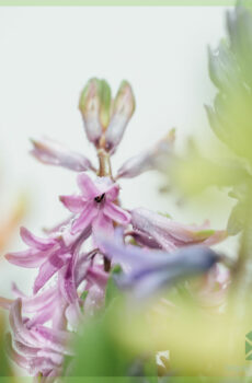 Hyacinth - keapje en genietsje fan in fleurige bolplant