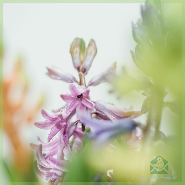 Hyacinth - blini dhe shijoni një bimë të gëzuar bulboze