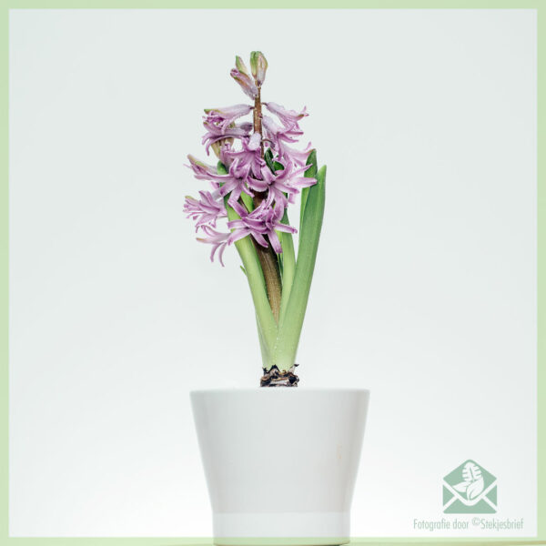 Hyacinth - tuku lan nikmati tanduran bulbous sing nyenengake
