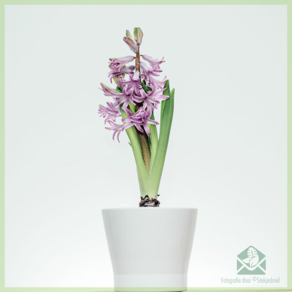 Hyacinth - ceannaich agus faigh tlachd bho lus bulbous sunndach