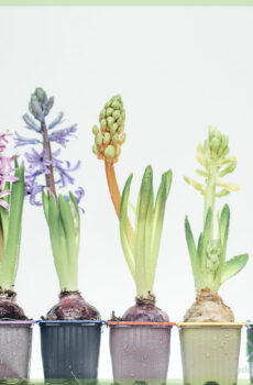 Hyacinth - keapje en genietsje fan in fleurige bolplant