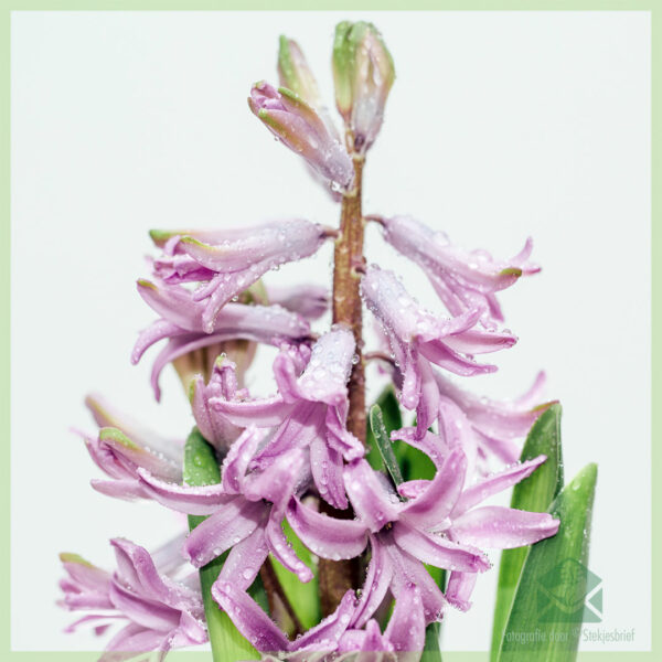 Hyacinth - achte epi jwi yon plant anpoul kè kontan