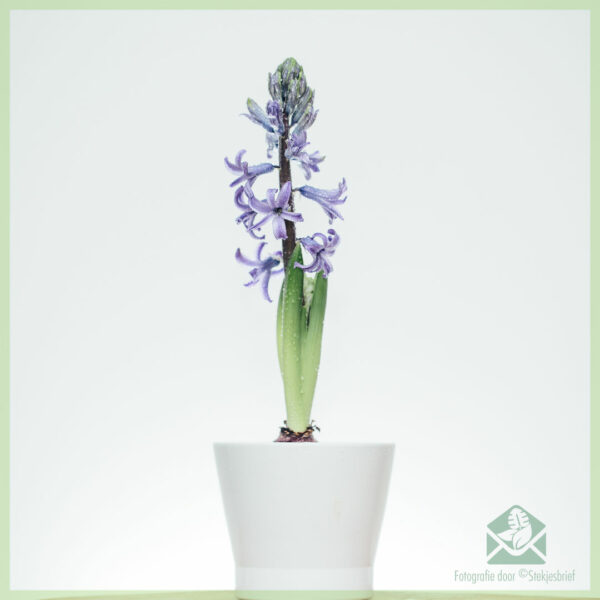 Hyacinth - tuku lan nikmati tanduran bulbous sing nyenengake
