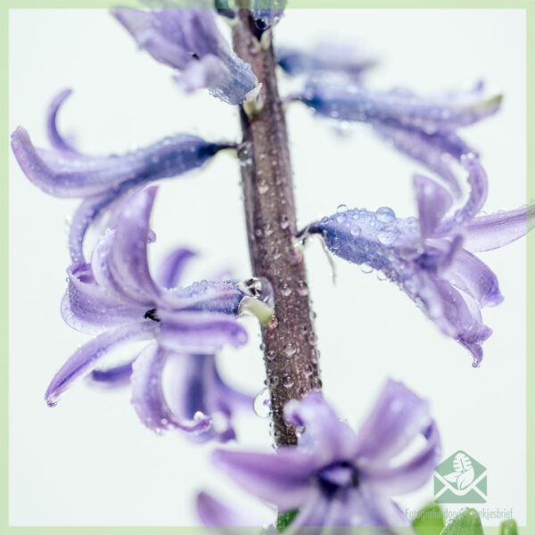 Hyacinth - mua và thưởng thức một cây thân củ vui vẻ