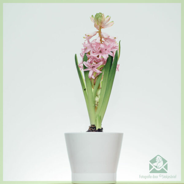 Hyacinth - ceannaich agus faigh tlachd bho lus bulbous sunndach