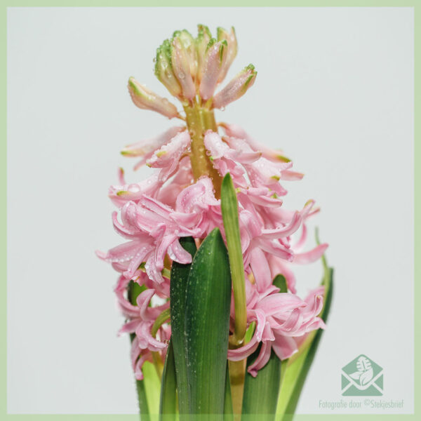 Hyacinth - ceannaich agus faigh tlachd bho lus bulbous sunndach