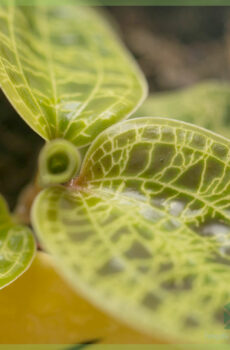 Kaaft Macodes Petola Jewel Orchid verwuerzelt Ausschneiden