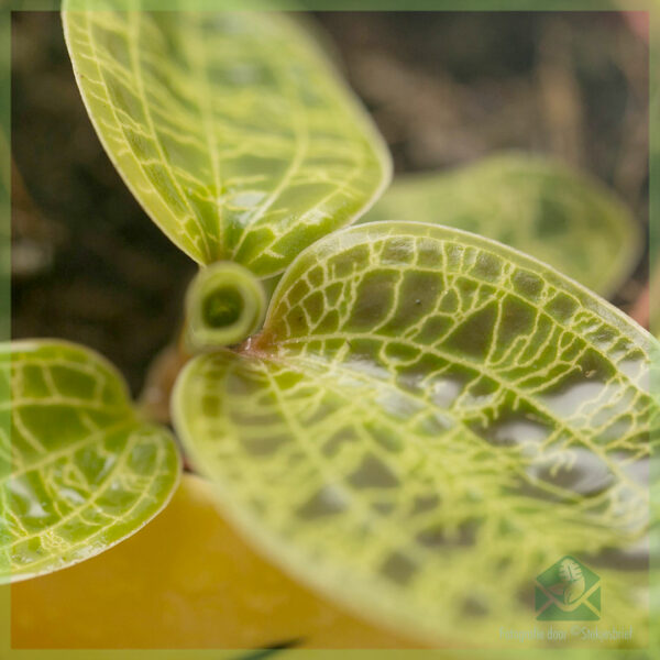 Macodes Petola Jewel Orchid geworteld stekje kopen