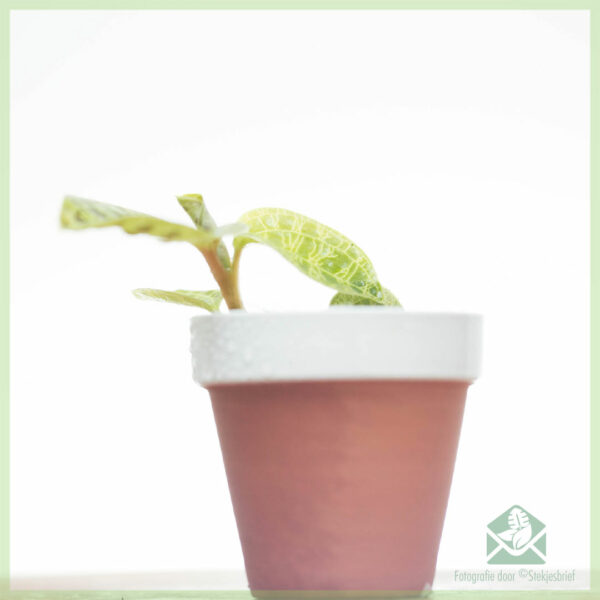 Macodes Petola Jewel Orchid geworteld stekje kopen